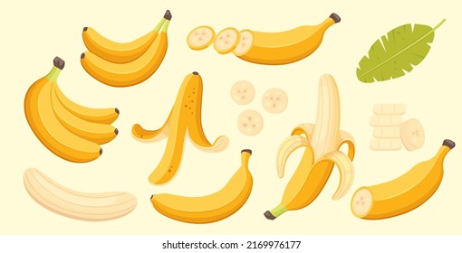 Set of cartoon illustration yellow bananas. Single, banana peel and bunches of fresh banana fruits.