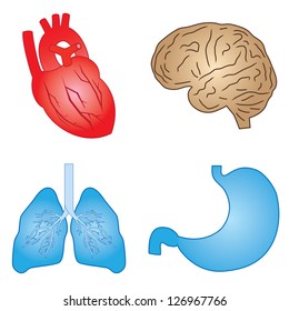 Set of cartoon images of human organs on the white background.