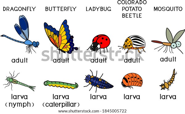 Set Cartoon Insects Adult Larva Mosquito Stock Vector (Royalty Free ...