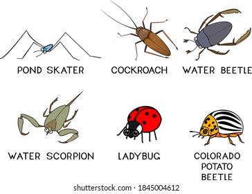Set of cartoon insects isolated on white background