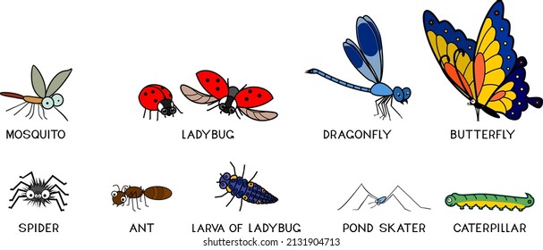 Set of cartoon insects: mosquito, ladybug, dragonfly, butterfly, spider, ant, pond skater and caterpillar isolated on white background