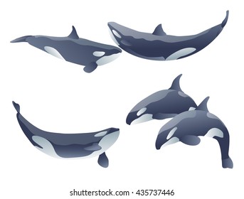 set of cartoon killer whales show on white. vector illustration