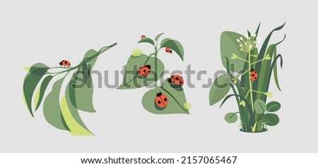Set of cartoon ladybugs on the leaves, in the grass. Red flying insects sit on green twigs. Vector illustration of isolated designs. Beetles in natural habitat.
