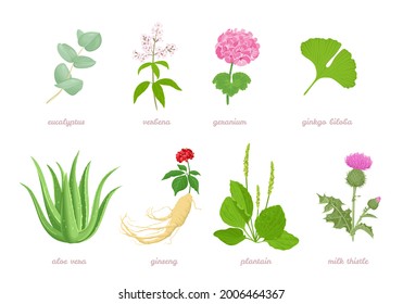 Set of cartoon medicinal herbs, plants and flowers. Vector cartoon flat illustration of eucalyptus, verbena, geranium, ginkgo biloba, aloe vera, ginseng, plantain and milk thistle isolated on white. 