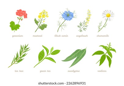 Set of cartoon medicinal herbs, plants and flowers. Vector cartoon flat illustration of geranium, mustard, black cumin, sagebrush, chamomile, eucalyptus, green tea branch, tea tree and verbena