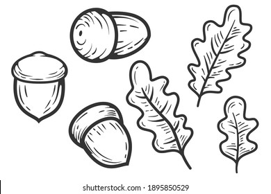 Set of cartoon monochrome oak leaves and acorns isolated on white background. Hand drawn vintage elements. Vector illustration.