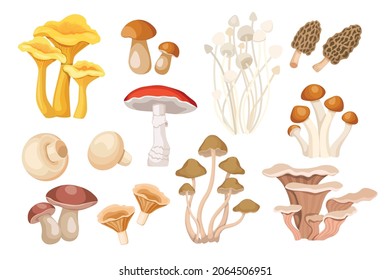 Set von Cartoon Mushrooms Chanterelles, Boletus und Orange Cap Boletus, Morel, Enoki, Fly Agaric oder Amanita. Champignons, Armillaria Mellea und Milk Mushroom und Oyster. Vektorgrafik, Symbolsatz