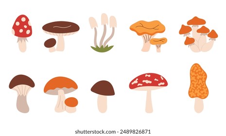 Set of cartoon mushrooms. Poisonous and edible mushrooms, chanterelles, porcini mushrooms, amanita set of vector illustrations on a white background. Types of forest mushrooms. Organic porcini and