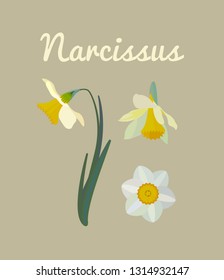 set cartoon narcissus vector illustration.