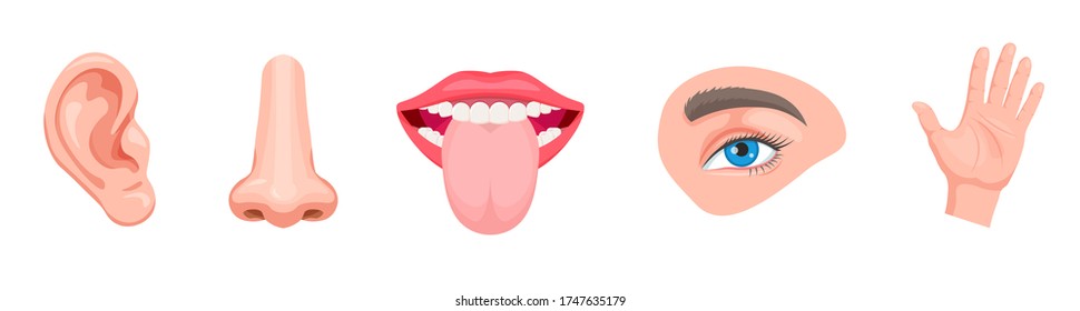 Set of cartoon sensory organs. Smell of nose, eye sight, ears, touch of skin, taste of tongue. Human organs and face parts. Educational anatomy visual aid poster template.