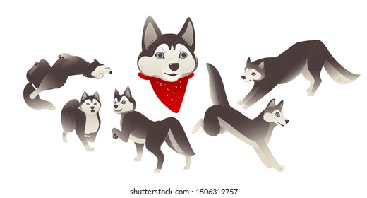 Set of cartoon siberian husky dogs, domestic animals and funny animals. Siberian husky dogs jump and lie, stand and play. Isolated vector set of illustrations with a husky dog.