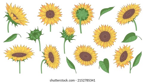 Set of cartoon sunflowers and leaves from different angles isolated on white background vector illustration