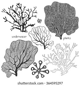 Set of cartoon underwater plants. Vector isolated corals and algae.