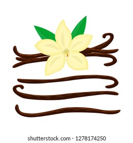 Set of cartoon vanilla flower with different vanilla sticks vector illustration isolated on white background.