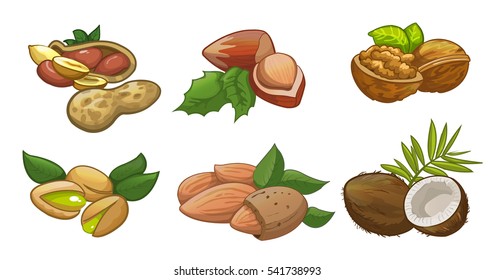 set of cartoon vector illustration of nuts, walnuts, peanuts, pistachios, coconut, almond, hazelnut