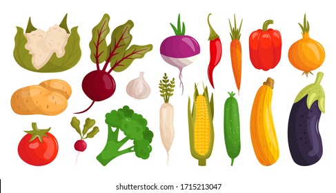 Set cartoon vegetables vector illustration isolated on white background. Radish, beetroot, potato, pepper, cucumber, tomato, eggplant, carrot, cauliflower, broccoli, corn, garlic, horseradish, onion.