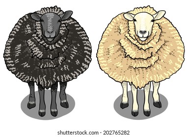 Set cartoon white sheep and black sheep