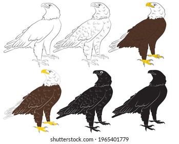 Set of Cartoon  wild eagle in isolate on a white background. Vector illustration.