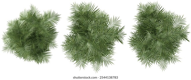 set of Cascade palm plants on transparent background from the top view