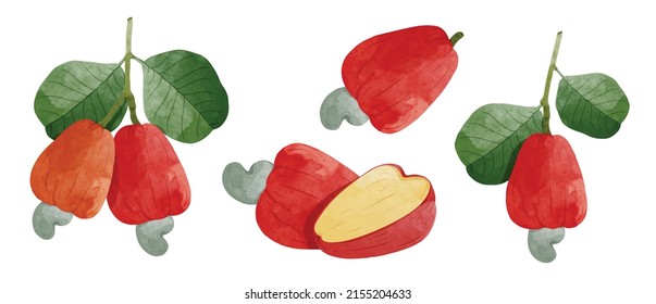 Set of Cashew fruit Design elements. watercolour style vector illustration.