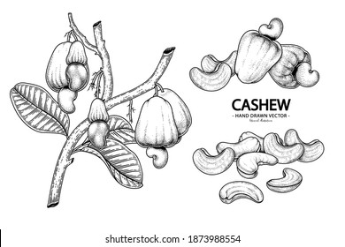 Satz von Cashew-Früchten handgezeichnet Elemente botanische Illustration