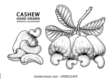 Satz von Cashew-Früchten handgezeichnet Elemente botanische Illustration