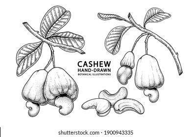 Set of cashew fruit hand drawn elements botanical illustration