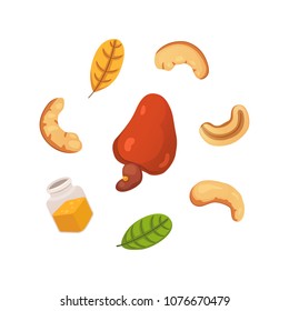 Set cashew nut vector illustration in cartoon style. Organic food.