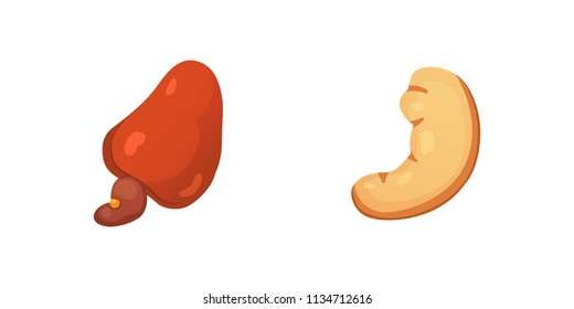 Set cashew nut vector illustration in cartoon style. Organic food.