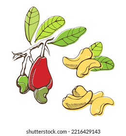Set of cashew nuts on white background. Hand drawn vector illustration.