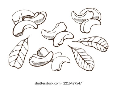 Set of  cashew nuts on white background. Hand drawn vector illustration.