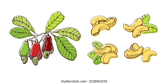 Set of cashew nuts on white background. Hand drawn vector illustration.