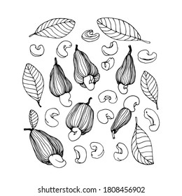 set of a cashew tree elements, leaves, fruits & peeled nuts, for ornaments, menu decoration, vector illustration with black contour lines isolated on white background in doodle and hand drawn style