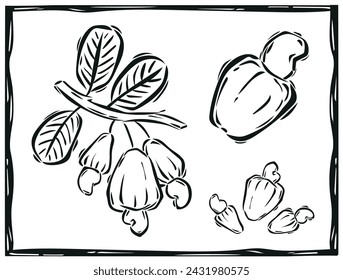 Set of cashews drawn in woodcut style. Tropical fruit. Vector illustration