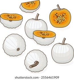 Set of Casper pumpkin or Lumina Pumpkin. Winter squash. Cucurbita maxima. Vegetables. Clip art. Isolated vector illustration.