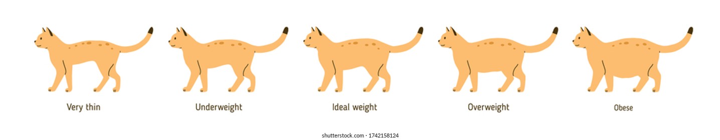 Set of cat body condition vector flat illustration. Colorful cute pet very thin, underweight, ideal weight, overweight and obese isolated on white. Different domestic animal shapes with inscriptions