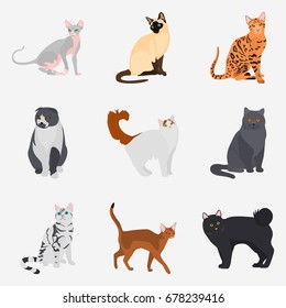 3,113 Siamese Cat Icon Images, Stock Photos & Vectors 