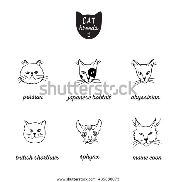 Set Cat Breeds Names 1 Persian Stock Image Download Now