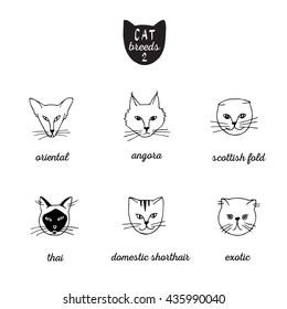Set of cat breeds with names 2. Oriental, angora, Scottish fold, thai, domestic shorthair, exotic. Isolated illustration of heads. Hand drawn vector black and white cartoon, doodle. 