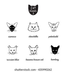 Set of cat breeds with names 3. Siamese, chinchilla, peterbald, russian blue, havana brown cat, bombay. Isolated illustration of heads. Hand drawn vector black and white cartoon, doodle. 