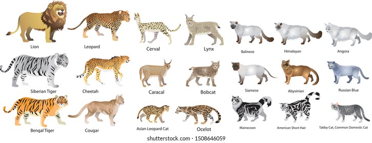 Set of Cat Families, Lion, Tiger, Cheetah, Lynx, caracal, Cerval, Angora and Mainecoon - Vector