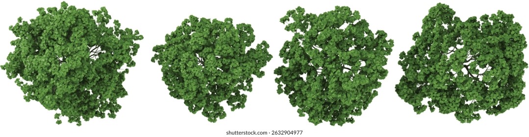 set of Catalpa trees on transparent background from the top view