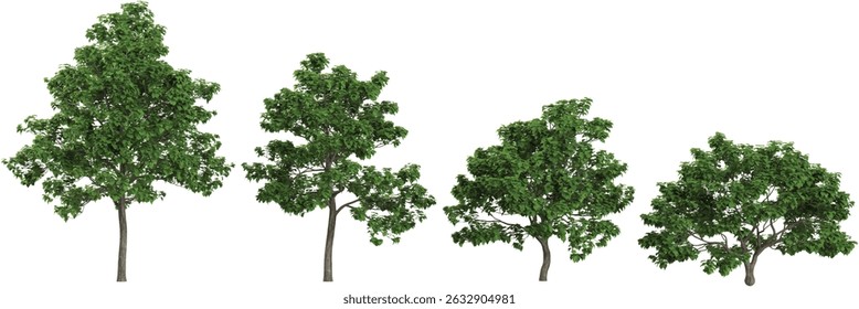 set of Catalpa trees on transparent background