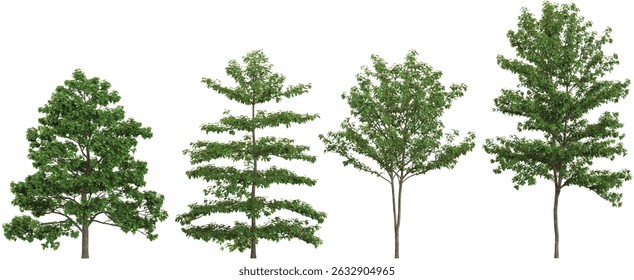set of Catalpa,Bothrocaryum trees on transparent background