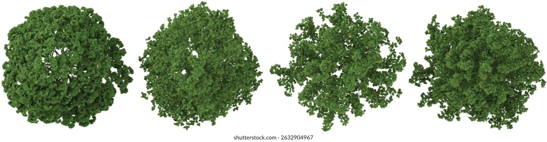 set of Catalpa,Bothrocaryum trees on transparent background from the top view