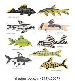 Set of catfish types collection with gold nugget pleco, golden oto, striped raphael, adolfo, zebra pleco, loach, green golden, Iridescent shark, cuckoo squeaker, Freshwater Fish side view illustration