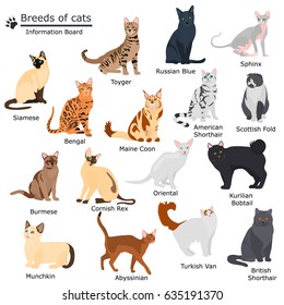 Set Cats Breeds Color Flat Icons Stock Vector (Royalty Free) 635191370 ...