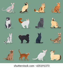 Set of cats breeds color flat icons for web and mobile design
