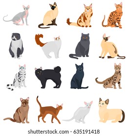 Set of cats breeds color flat icons for web and mobile design