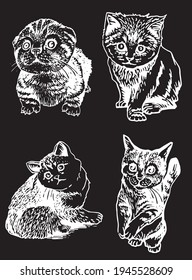 Set of  cats isolated on black,vector illustration of pet	